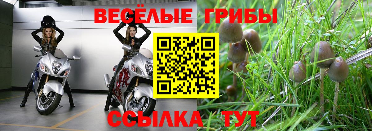 Псилоцибиновые грибы Cubensis Бор